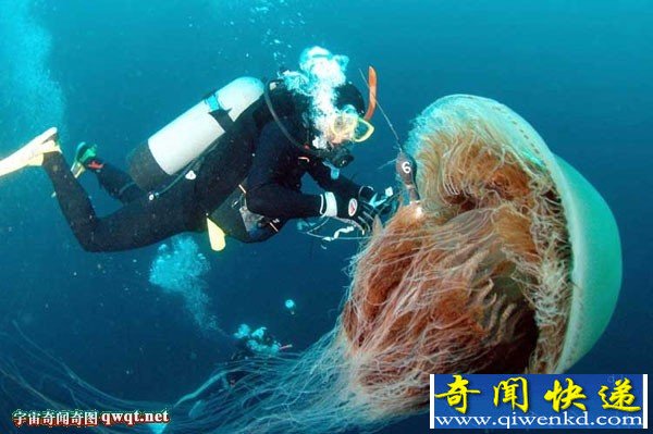 网罗你从未见过的巨型动物 巨型水母泛滥日本部分海域
