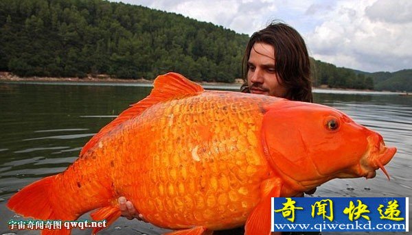 网罗你从未见过的巨型动物 巨型水母泛滥日本部分海域