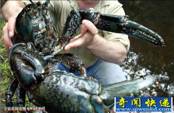 塔斯马尼亚小龙虾现最大淡水龙虾重达10斤