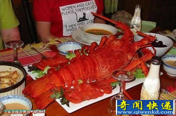 塔斯马尼亚小龙虾现最大淡水龙虾重达10斤