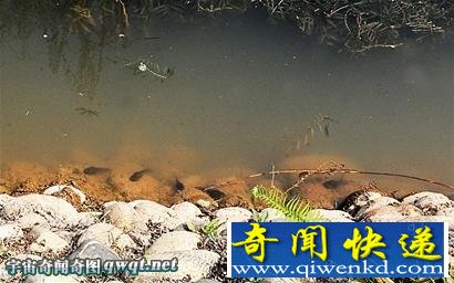 高校湖惊现巨型蝌蚪 脑袋竟有鸡蛋大