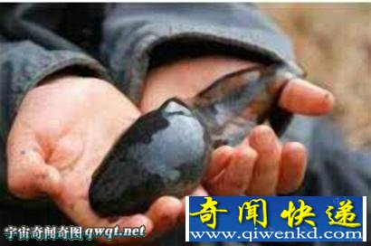 高校湖惊现巨型蝌蚪 脑袋竟有鸡蛋大