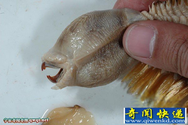 美探险队在675米深的冰层发现未知生物:20厘米长蠕虫