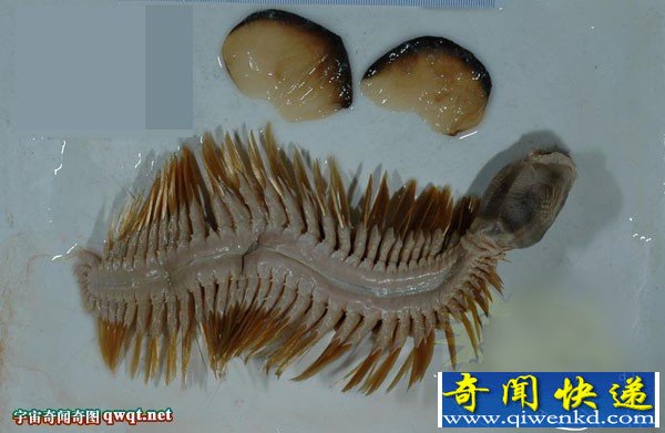 美探险队在675米深的冰层发现未知生物:20厘米长蠕虫