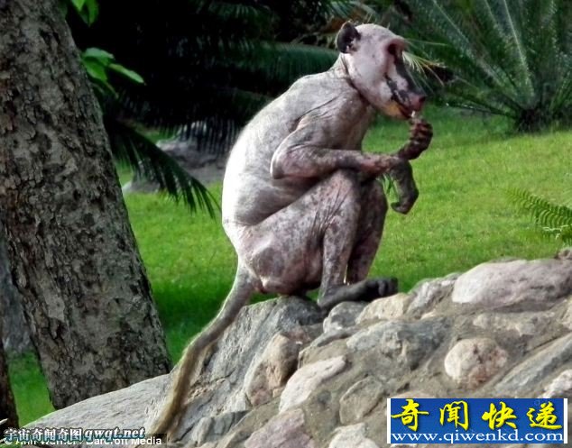 非洲动物园现无毛狒狒 类似怪物惨遭同类排斥孤独生存