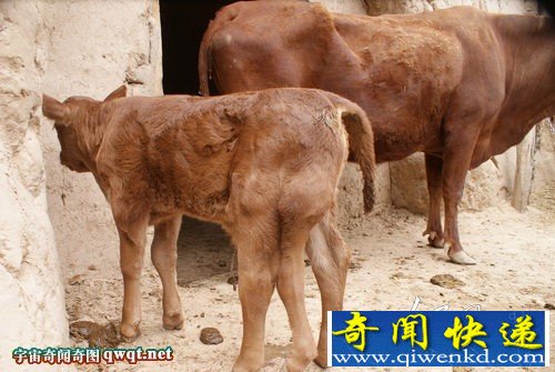 宁夏西吉农家农家老牛生下五腿牛犊畸形怪异
