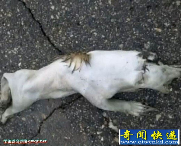 美国明尼苏达州道格拉斯郡街头现神秘小动物尸体