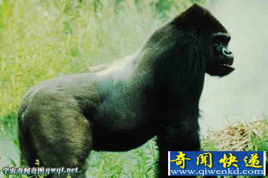 盘点地球生物之最 东部低地大猩猩高两米体重249.5公斤