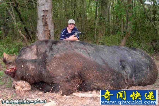 盘点地球生物之最 东部低地大猩猩高两米体重249.5公斤
