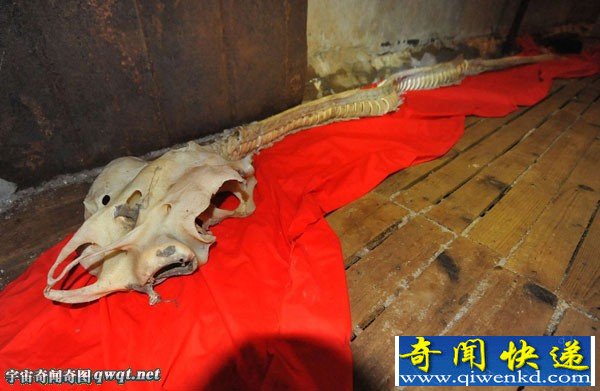 渔民打捞出海兽长龙骨 龙头蛇尾是传说中的海龙鱼