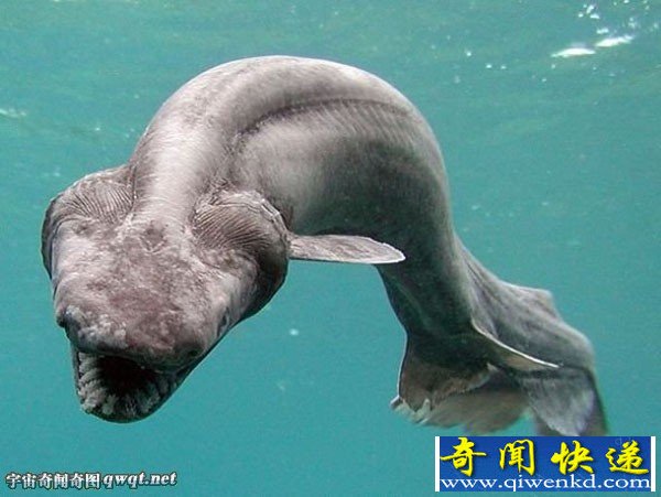 渔民打捞出海兽长龙骨 龙头蛇尾是传说中的海龙鱼