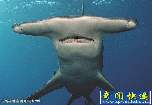 盘点鲨鱼家族十大怪物:长相怪异的毯鲨
