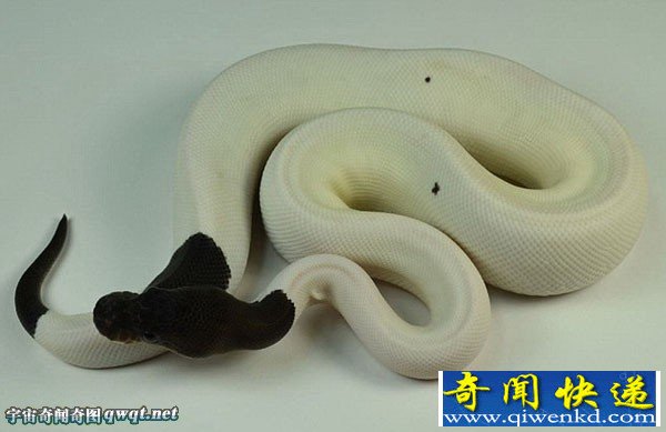 “球蟒世界的圣杯之一”超级黑头花斑蟒蛇公开出售 售价高达1.6万万美元