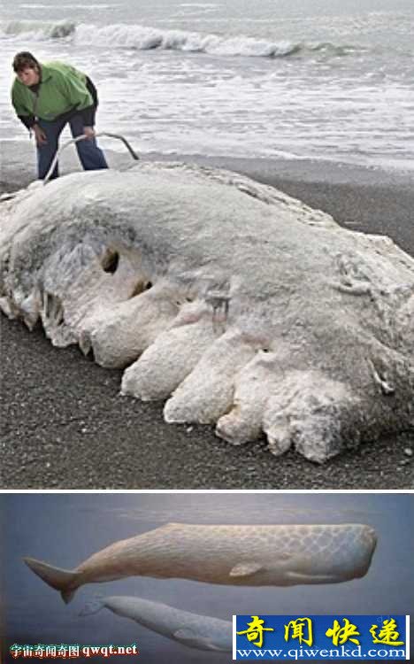 盘点世界各地海滩出现过的怪兽:新西兰海岸"外星怪物"尸体