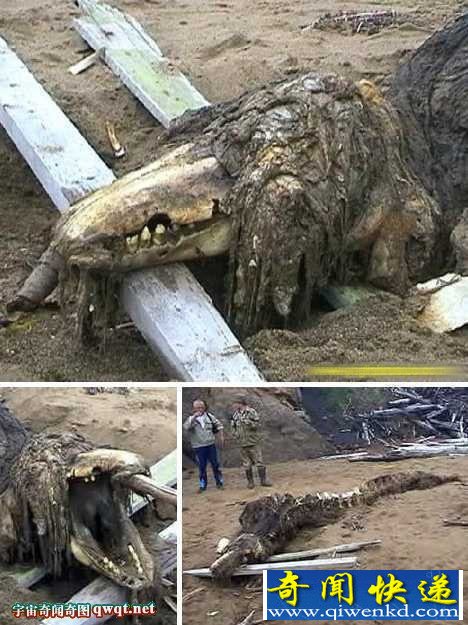 盘点世界各地海滩出现过的怪兽:新西兰海岸"外星怪物"尸体