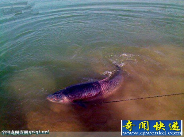 渔民浅水区捕获130斤巨型大草鱼 一辆车都装不下