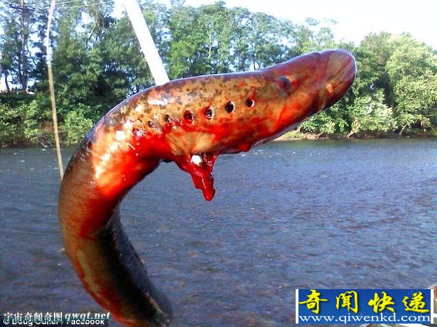 摄影师借特效拍成怪物 鳗鱼变身巨型海洋怪兽