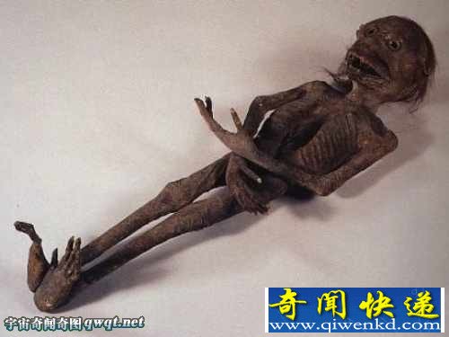 组图揭秘传说和现实中的18大怪物怪兽:中国真龙标本