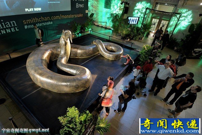 一尊泰坦巨蟒吞食猎物的模型:15米长重1吨吞鳄鱼