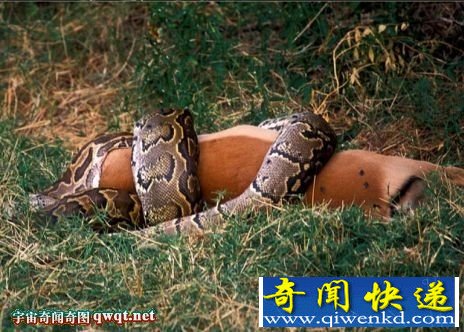 恐怖巨蟒蛇强力收缩致大型猎物其死亡吞食