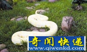 昆明一公交司机在家养巨蟒 重达13公斤