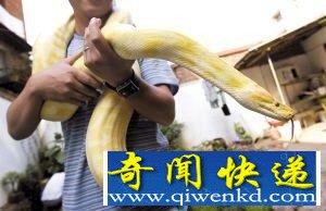 昆明一公交司机在家养巨蟒 重达13公斤