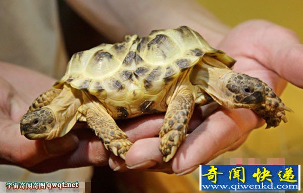 双头五腿龟奇特造型令人惊叹