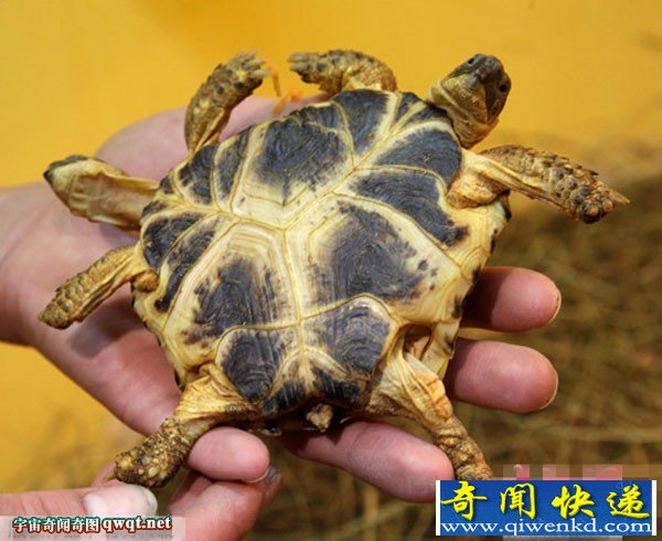 双头五腿龟奇特造型令人惊叹