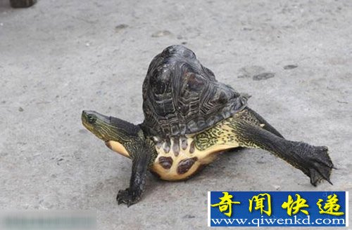 台云林畸形乌龟被误以为土块 街坊围观称奇