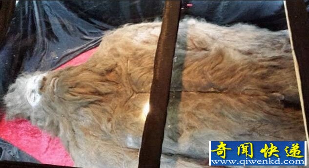 美国男子自称用猪排骨诱杀