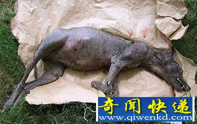 神秘生物榜首无头天蛾人 似乎能预示人类的厄运和灾难