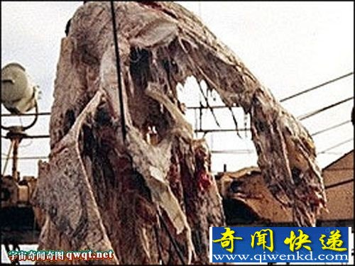 真实图片解秘日本1977年巨型海怪尸体事件