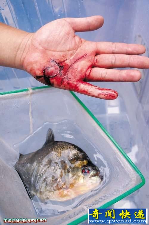 广西柳州食人鱼连袭2人 盘点全球凶猛吃人"鱼怪"
