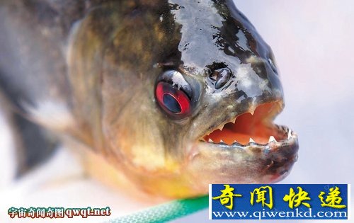 广西柳州食人鱼连袭2人 盘点全球凶猛吃人"鱼怪"