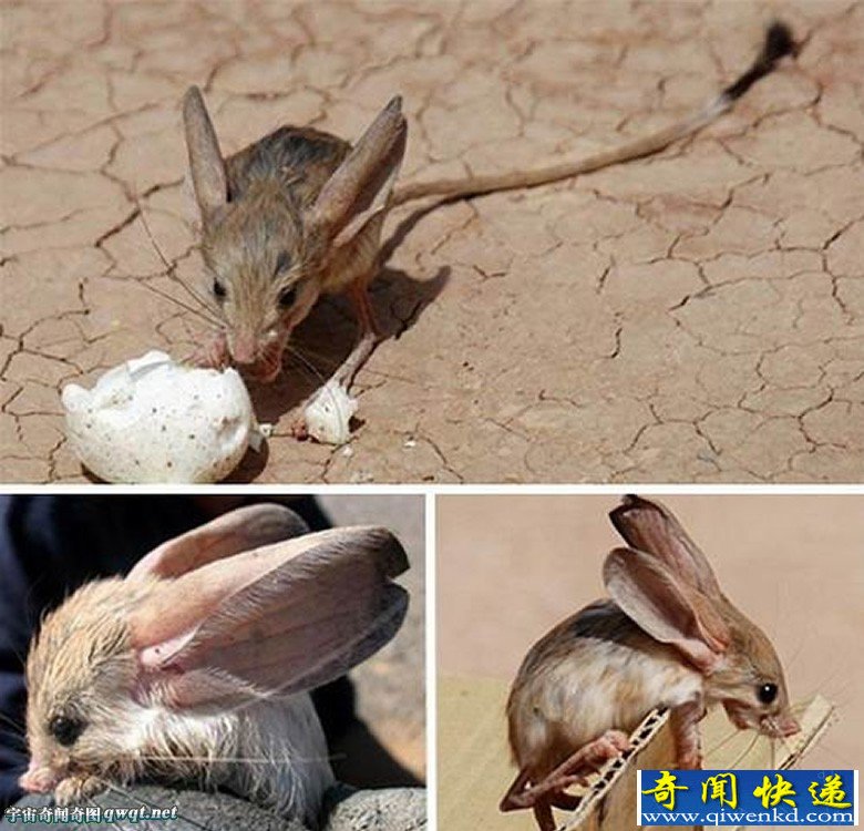 千奇百怪的罕见生物们:三眼恐龙虾