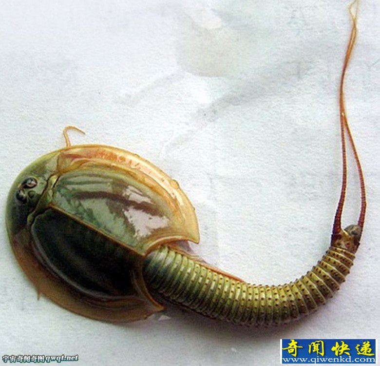 千奇百怪的罕见生物们:三眼恐龙虾
