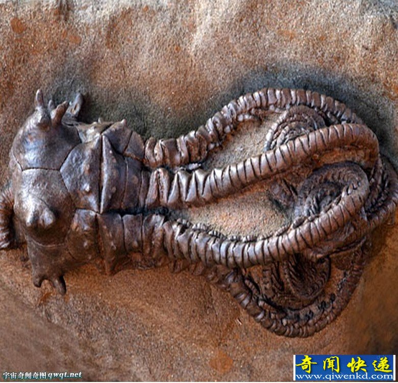 千奇百怪的罕见生物们:三眼恐龙虾