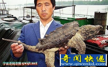 捕获头像鳄鱼身似恐龙的大鳄龟 重7公斤长76厘米(组图)