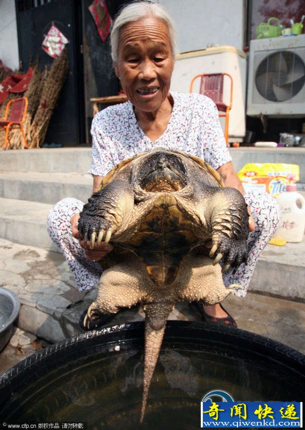 河南丘陵地犁出大乌龟 经鉴定约有500岁
