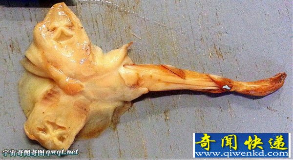 先天畸形的两头鳐鱼,你见过没?
