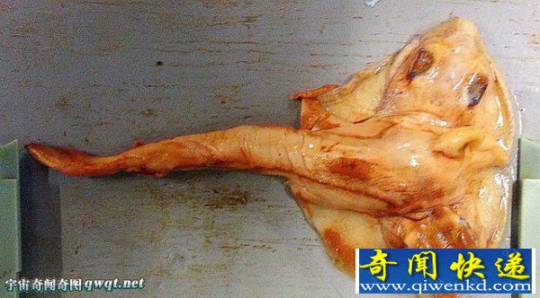 先天畸形的两头鳐鱼,你见过没?