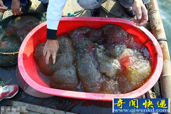 浙江嘉善鱼塘发现疑似异形的巨大不明水生物