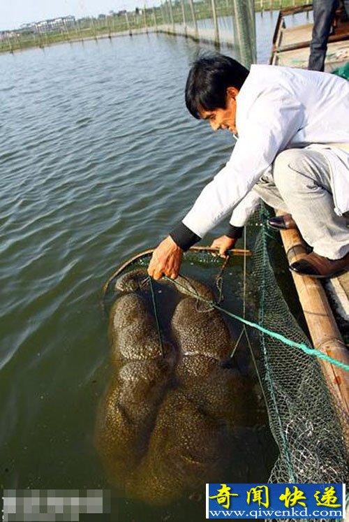 浙江嘉善鱼塘发现疑似异形的巨大不明水生物
