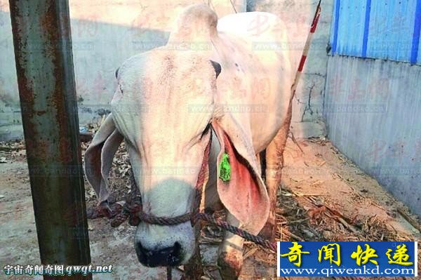 山东一怪牛不仅长猪耳朵 还长着驼峰