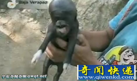 震惊了!母猪生下人头猪身的猪仔