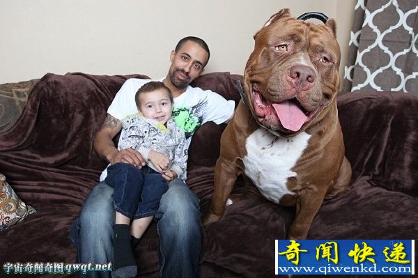 世界最大斗牛犬重达79公斤 却从未停止发育