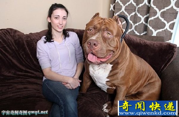 世界最大斗牛犬重达79公斤 却从未停止发育