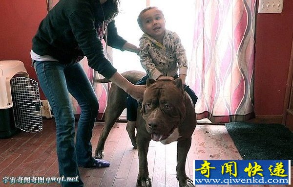 世界最大斗牛犬重达79公斤 却从未停止发育