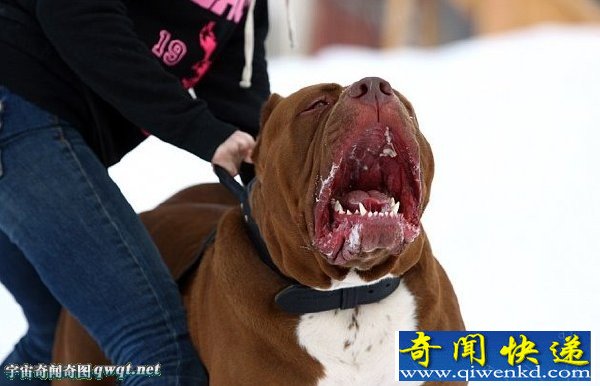 世界最大斗牛犬重达79公斤 却从未停止发育