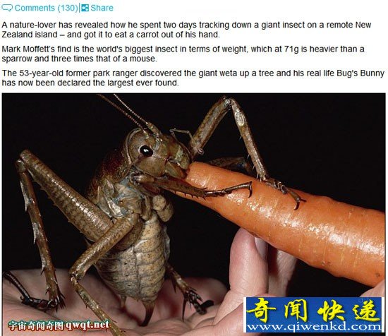 美国男子发现比小老鼠重三倍的巨型昆虫